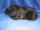 Süße Glatthaar Meerschweinchen Schwarz-Rot suchen neuen Kuschelplatz