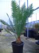 Dioon spinulosum 