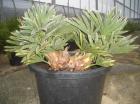 Trithrinax campestris bis 15  minus