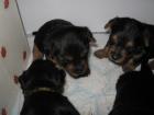 Australischer Terrier Welpen mit Papiere