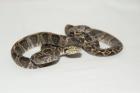 Amazonas Baumboa Gartenboa Schlankboa 