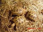 Vierzehenlandschildkröten- unbekannt 