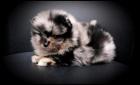 1 Teacup Pomeranianrüdenwelpe redmerle-tan