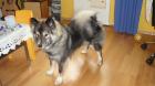 Reinrassiger Eurasier 13 Monate alt zu verkaufen