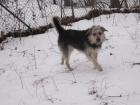 Schäfer/Schnauzer MIX zu verschenken!