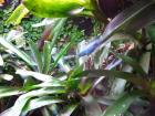 Lygodactylus williamsi 2,0