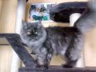 Deckkater gesucht