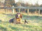 St.Hubertus Bloodhound Deckrüde gesucht