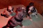 Australian Shepherd Welpen, 4 Wochen alt
