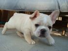 Französisch Bulldogge Welpen