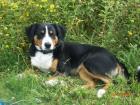 Junger Appenzeller Sennenhund möchte Papa werden!