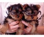 Yorkshire terrier mini