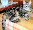Kater Lio in Hamburg Hamm 27.02. entlaufen 