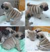 Mops Welpen.