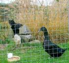 Bildschöne Cayuga Enten