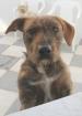 Scooby eilt um HILFE!!!!