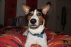 Jack Russel Terrier 15 Monate 
