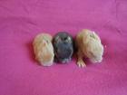 Liebe,verschmuste und handzahme Löwenkopfkaninchen Babys
