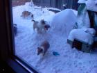 Colliewelpen