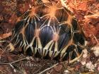 Geochelone gigantea / Galapagos / Radiata / Elegans zur Verfügung zu Weihnachten