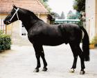 Suche dringend Reitbeteiligung!!