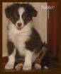 Bezaubernde Aussie Babys