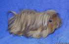 Meerschwein Kastraten,Peruaner in Rot, Schwarz-Rot-Weiß,Rot-Weiß ,Schwarz-Weiß z