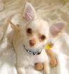 Chihuahua welpen