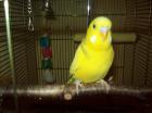 SUCHE WELLENSITTICH ~ WEIBCHEN ~ DRINGEND !! ~