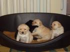 SÜSSE LABRADOR WELPEN