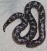 Anerytristische Sandboas - Gongylpohis colubrinus NZ2021