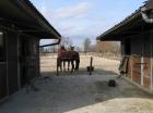 Pferdeboxen frei in Aurich, inclusive Weide und Paddock