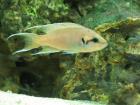Neolamprolougs Brichardi