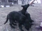 Schäferhundwelpen DDR Linie