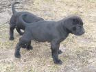 Boxer-Labrador-Welpen