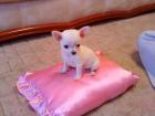 Extra Mini Chihuahua   