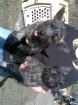 Reinrassige Cairnterrier 3 Monate geimpft und entwurmt