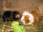 2 Meerschweinchen zu verschenken !