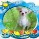 Chihuahua Welpen frei, ein gutes Zuhause