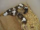 Schlangenfuttertiere / Mäusebabys