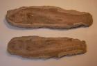 Fisch Fossilie