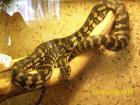 Teppichpython