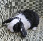 Zwergkaninchenpärchen mit Schlappohren aus Hobbyzucht Nähe Köln zu verkaufen