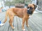 Lieber großer Boxermix sucht Menschen für immer!