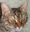 Liebe tigerkatze Mentira sucht verantwortungsvolles Zuhause!