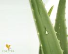 Aloe Vera Produkte für Ihre Gesundheit