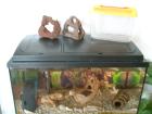 Aquarium + Unterschrank + viel Zubehör