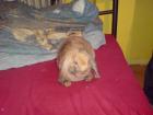 3 Monat altes Widderkaninchen w sucht ein neues Zuhause