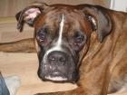 Hübscher Boxer zum Decken bereit!!!