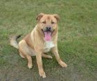 Leonberger / Schäferhund Mix